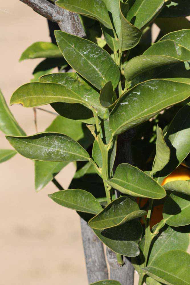            Sun leaves (Riverside, CA)   